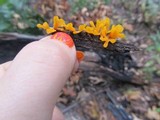 Dacryopinax spathularia image