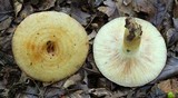 Lactarius speciosus image