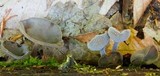 Helvella macropus image