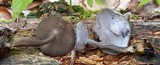 Helvella macropus image