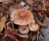 Lactarius corrugis image