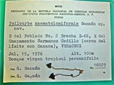 Psilocybe naematoliformis image