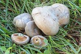Lactarius chelidonium image