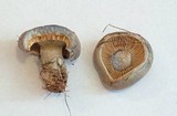 Lactarius chelidonium image