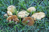 Suillus americanus image