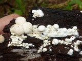 Lycogalopsis solmsii image