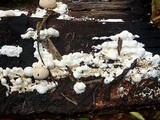 Lycogalopsis solmsii image