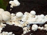 Lycogalopsis solmsii image