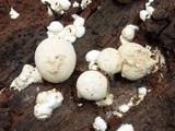 Lycogalopsis solmsii image