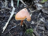 Entoloma salmoneum image