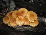 Pholiota squarrosoides image