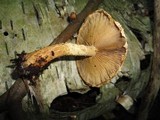 Pholiota squarrosoides image