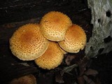 Pholiota squarrosoides image