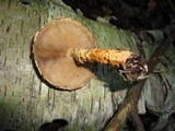 Pholiota squarrosoides image