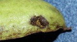 Fusicladium effusum image