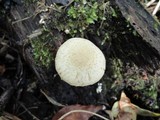 Pholiota decorata image