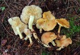 Rhodocollybia maculata var. scorzonerea image
