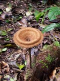 Lentinus velutinus image