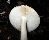 Amanita roseitincta image