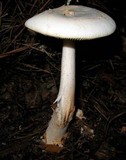 Amanita roseitincta image