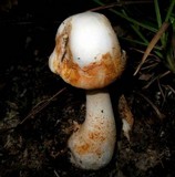 Amanita roseitincta image