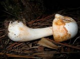 Amanita roseitincta image