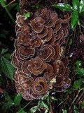 Hexagonia variegata image