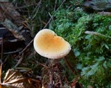 Hygrophoropsis aurantiaca image