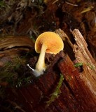 Hygrophoropsis aurantiaca image