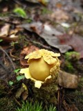 Calostoma lutescens image
