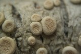 Ochrolechia szatalaensis image