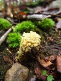 Calostoma lutescens image
