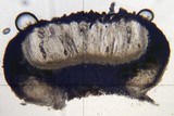 Ochrolechia szatalaensis image