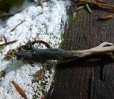 Clavulina coralloides image