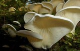 Pleurocybella porrigens image