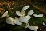 Pleurocybella porrigens image