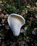 Pleurocybella porrigens image