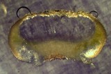Ochrolechia szatalaensis image