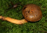 Chroogomphus ochraceus image