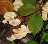 Trametes pubescens image