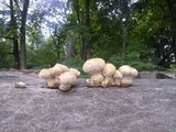 Hemipholiota populnea image