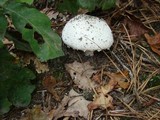 Amanita polypyramis image