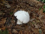 Amanita polypyramis image