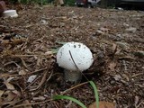Amanita polypyramis image