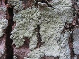 Physcia clementei image