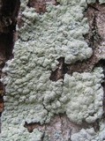 Physcia clementei image