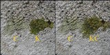 Diploicia canescens image