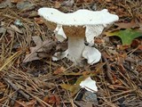Amanita polypyramis image