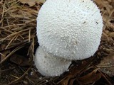 Amanita polypyramis image
