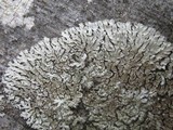 Pyxine sorediata image